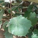 Pterospermum acerifolium Hoja