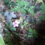 Geranium robertianumÇiçek