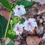 Mirabilis longiflora ফুল