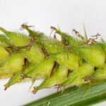 Carex hirta Fruto