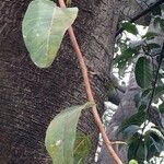 Ficus insipida Ліст