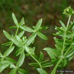 Galium porrigens Hábito