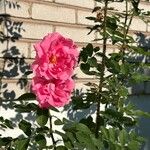 Rosa × damascenaVirág