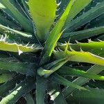 Agave xylonacantha Hostoa