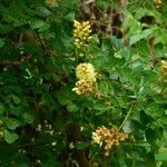 Haematoxylum campechianum Blatt