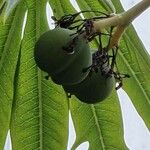 Jatropha multifida Vrucht
