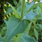 Valeriana lecoqii Leaf