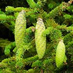 Picea abies Gyümölcs