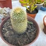 Mammillaria spinosissima Leaf