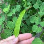 Bauhinia lunarioides Frucht