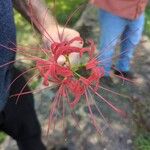 Lycoris radiataFlor