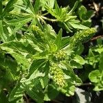 Veronica austriaca Flower
