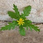 Senecio squalidus Blüte