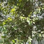 Quercus glauca Квітка
