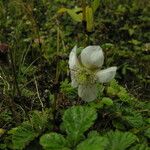 Rubus nepalensis Pokrój