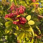 Schinus terebinthifolius Plod