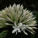 Rutidea hispida Blüte