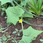 Bryonia verrucosa Hoja
