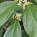 Casearia commersoniana Flower