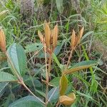 Miconia punctata Leaf
