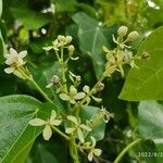 Hernandia nymphaeifolia Flor