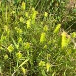 Melampyrum cristatum Habit