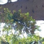 Araucaria cunninghamii Folha