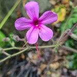 Geranium palmatum