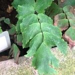 Adiantum macrophyllum 葉