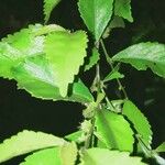 Acalypha siamensis Leaf