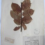 Terminalia anogeissiana Sonstige