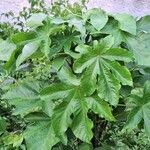 Cecropia peltata Leaf