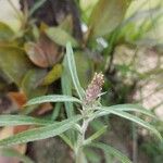 Amaranthus muricatus Kvet