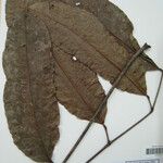 Protium robustum Drugo