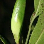 Planchonella mandjeliana ഫലം