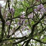 Paulownia tomentosaFlors