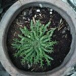 Euphorbia flanaganii Folha