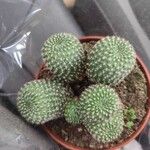 Rebutia minuscula Лист
