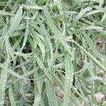Dactyloctenium aegyptium 葉