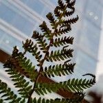 Dicksonia antarctica 葉