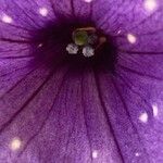 Petunia × atkinsiana Flower