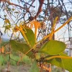 Psittacanthus robustus Blüte