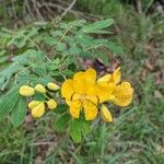 Senna pendula Flower