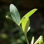 Vicia bithynica Φύλλο