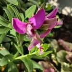 Polygala myrtifoliaЦвят