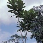 Himatanthus bracteatus Habit