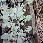 Rumex induratus পাতা