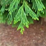 Thuja standishii 叶