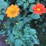 Tithonia rotundifoliaFlower