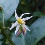 Solanum lanceifolium ফুল